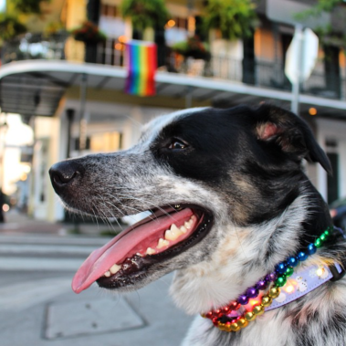 screen-shot-2016-12-09-at-2-07-59-pm